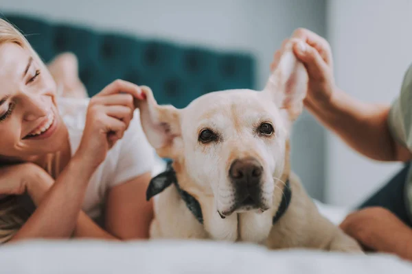 Casal alegre segurando orelhas de seu cão — Fotografia de Stock