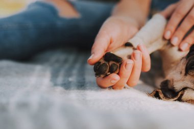 Köpek onu sahip kol içinde küçük yumuşak pençe