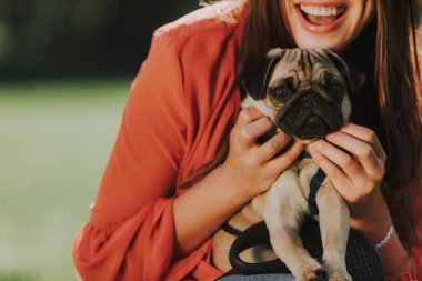 Sevimli köpek sahibini ellerde oturuyor