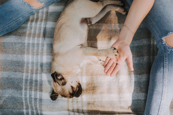 Mopsz kiskutya fed a női gazdája mellett alszik — Stock Fotó