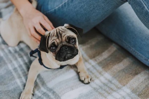 Precioso cachorro está acostado en cuadros cerca de su dueño — Foto de Stock