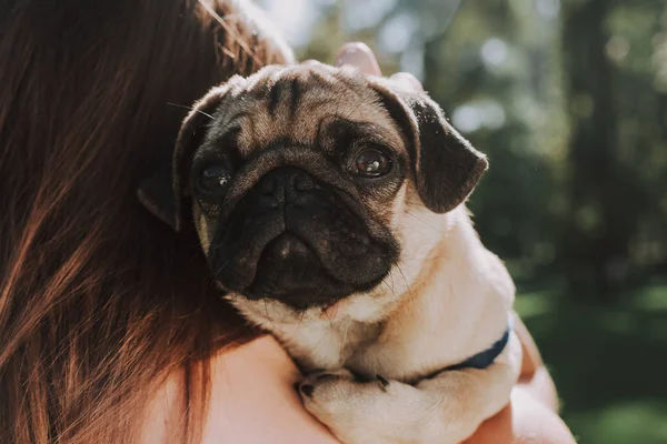 Mops štěně v náručí svého majitele — Stock fotografie