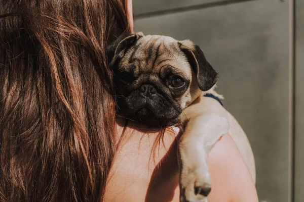 飼い主の腕の中でかわいいパグ子犬 — ストック写真