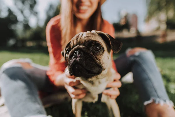彼の幸せな所有者の手にかわいいパグ子犬 — ストック写真
