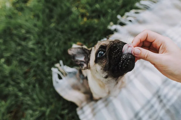 Lindo perro está comiendo comida con el brazo de su dueño — Foto de Stock