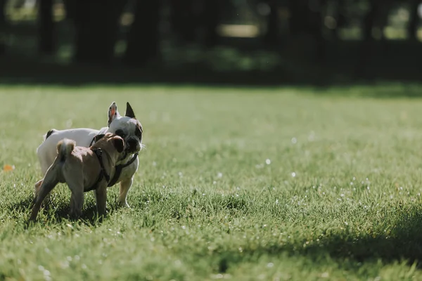 Δύο χαριτωμένα σκυλιά είναι το περπάτημα για την πράσινη χλόη — Φωτογραφία Αρχείου
