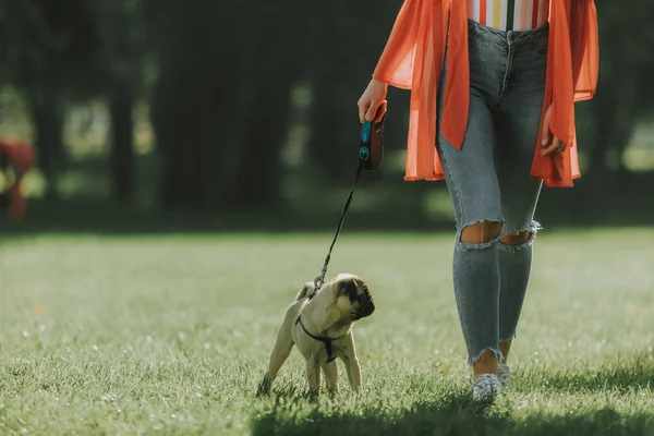 Pequeno pug está andando com seu dono no parque — Fotografia de Stock