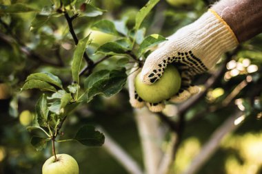 Yeşil elma toplama tarım adamın elini