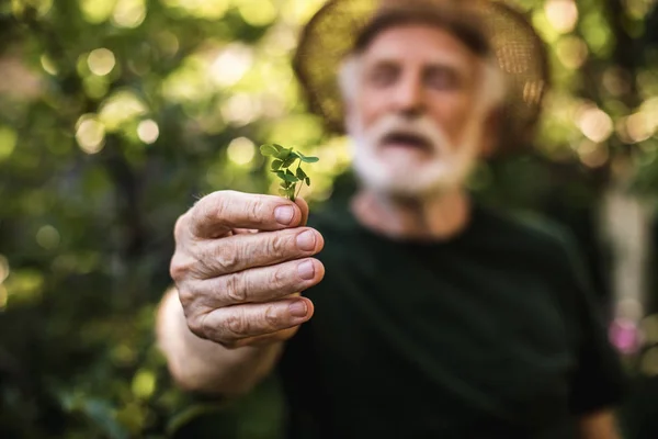 Vieux jardinier démontrant jeune germe avant la plantation — Photo