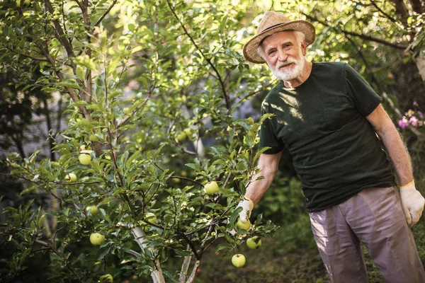 Gammal trädgårdsmästare skördar frukterna av sitt arbete — Stockfoto