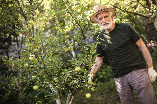 Old gardener reaping fruits of his labor