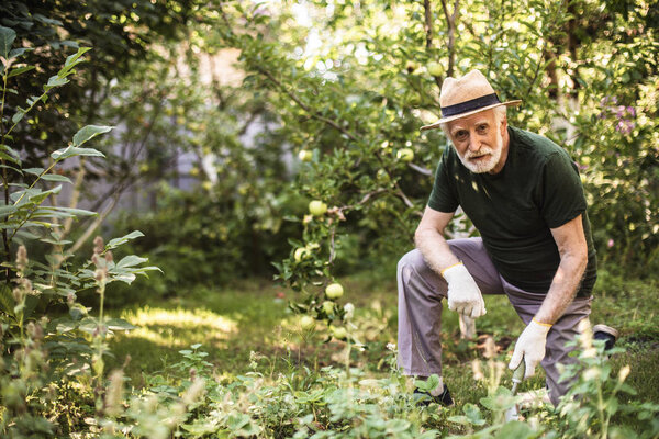 Senior male farmer working with plants in summer