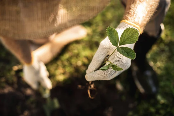 Ruka zahradník v pracovní rukavici výhonek před výsadbou — Stock fotografie