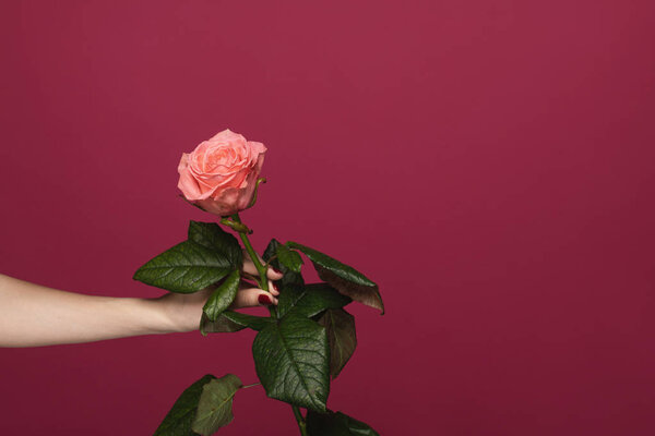 Isolated on the maroon background photo of the hand of woman touching a fresh pink rose