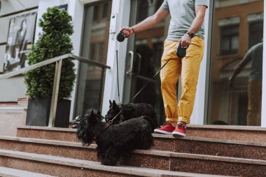 Yetişkin erkek iki siyah scotch terrier ile merdivenlerde ayakta