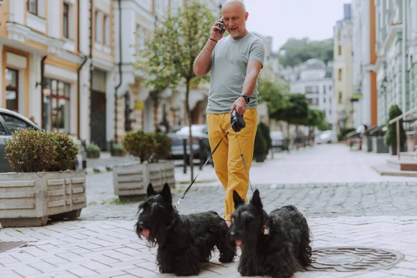 Smiling man walking along street with two black scotch terriers — Stock Photo, Image