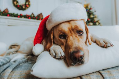 Güzel köpek evde dinleniyor