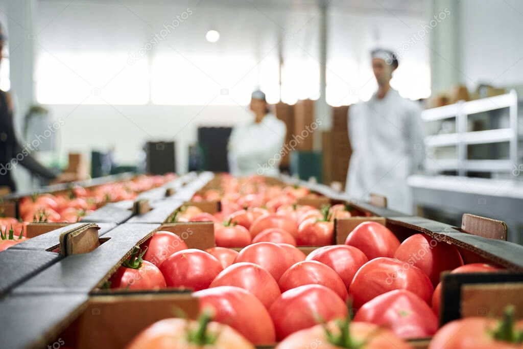 Caucasian workers inspecting vegetables at a plant