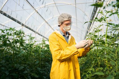 Botanik uzmanı büyük seradaki tesisleri inceliyor.