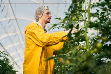 Serada cam çatı altında çalışan genç bir tarım uzmanı.