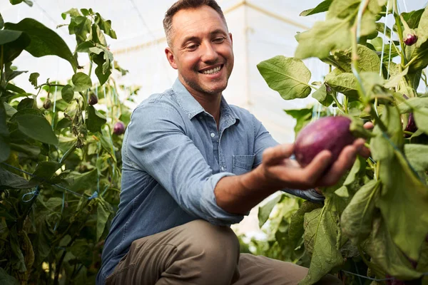 Homme en serre tenant aubergine — Photo