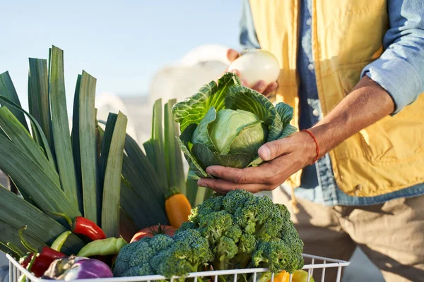 Rijpe kool in boerenhanden — Stockfoto