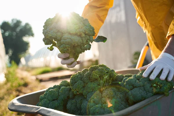 Agricoltore con raccolta di broccoli in giardino — Foto Stock