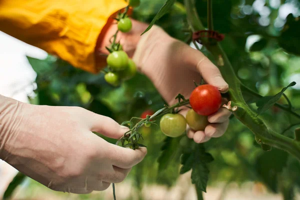 Agrónomo recogiendo tomates maduros en la fosa en invernadero — Foto de Stock
