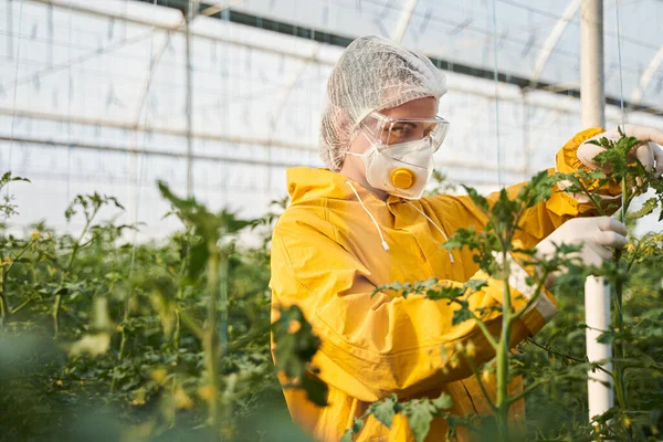 Serada yeşil bitkileri inceleyen kadın tarım uzmanı. — Stok fotoğraf