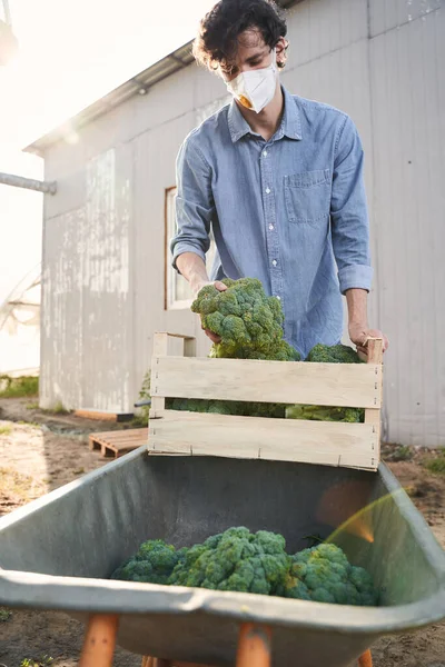 Récolte de jeunes légumes à la ferme — Photo