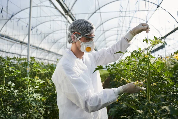 Erkek tarım uzmanı serada domates çalılarına bakıyor. — Stok fotoğraf