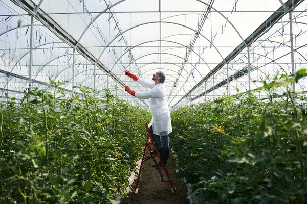 Erkek tarım uzmanı seradaki domates çiftliğiyle ilgileniyor. — Stok fotoğraf