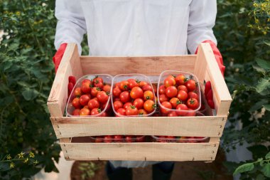 Elinde olgun kırmızı domateslerle dolu bir kutu tutan adam.