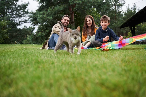 Счастливая семья, устраивающая пикник и глядящая на симпатичную кошку — стоковое фото