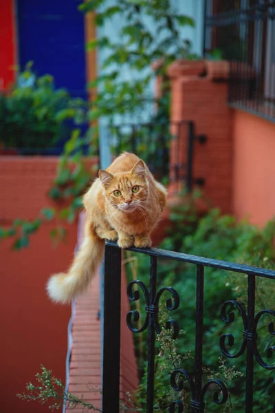 Istambul rua gato vermelho em um jardim — Fotografia de Stock