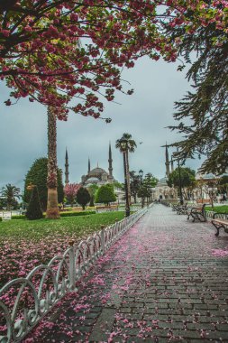 Çiçekli ağaç ve Sultan Ahmed Camii 'nin mavi camii manzarası ve Sultanahmet' in çeşme manzarası.