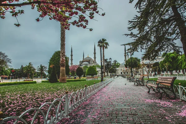Blooming tree and view of The Sultan Ahmed Mosque Blue Mosque and fountain view from the Sultanahmet — Stock Photo, Image