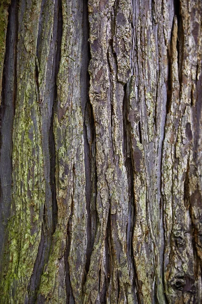 Bark Sequoia — Stock Photo, Image