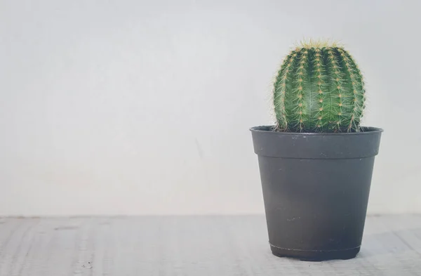 Green cactus in small black plant pot on white table for home decoration