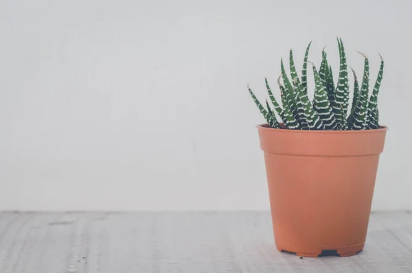 Grön Cactus Små Bruna Växten Kruka Vitt Bord För Heminredning — Stockfoto
