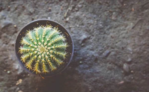 Cactus Pot Image Style Vintage — Photo