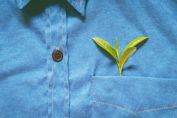Taze Yaprakları Gömlek Cebinde — Stok fotoğraf