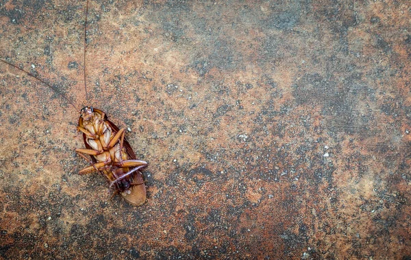 Barata Morta Fundo — Fotografia de Stock