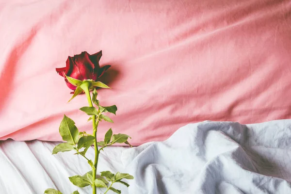 Escapada Romántica Con Rosa Roja Una Almohada —  Fotos de Stock