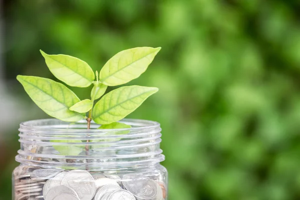 Germoglio Che Cresce Vetro Con Monete Nel Concetto Risparmio Denaro — Foto Stock