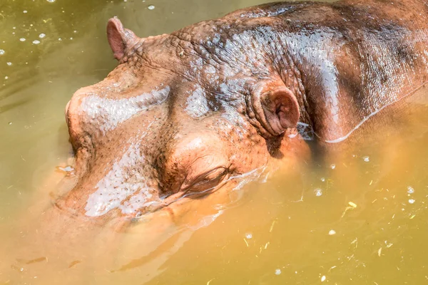 Crocodilo Vida Selvagem Água — Fotografia de Stock