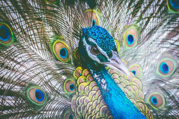 Beautiful Peacock Feathers Out — Stock Photo, Image