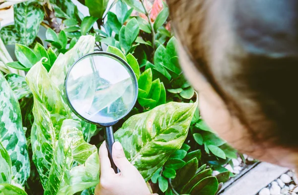 Jong Meisje Met Vergrootglas Ziet Bladeren Van Boom — Stockfoto