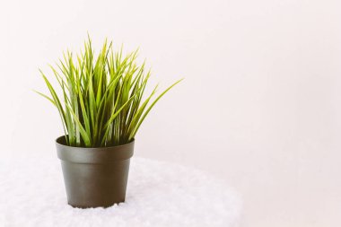 bir tencerede yeşil çimen