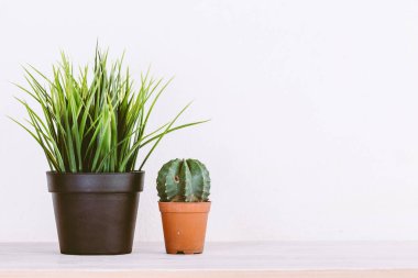 bir tencerede yeşil çimen